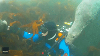 'One Distracts, the Other Tries to Steal My Hood': Diver's Gear Survives Underwater Heist Attempt