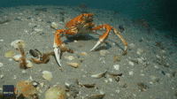 Crab 'Missing Several Limbs' Crawls Across Seafloor Off Australian Coast