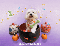 Jack O Lantern Dog GIF by HammyandBrody