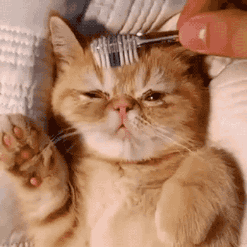 cat GIF
