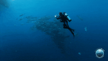 School Fish GIF by Mission Blue