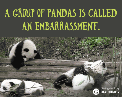 what is a group of pandas called an embarrassment