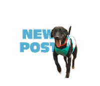 TerrainDOG dog new post sunglasses adventure Sticker