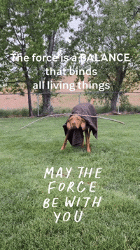 The Force Is A Balance That Binds All Living Things GIF