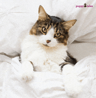 International Cat Day Cats GIF by puppytales
