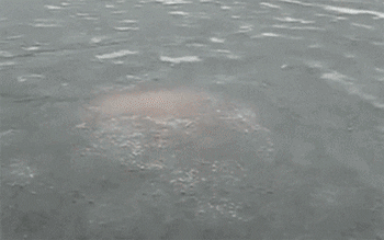 party ice GIF