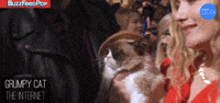 Grumpy Cat - Wisdom!