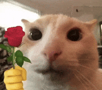 Cat Love GIF