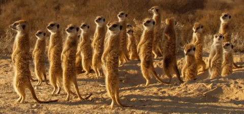watch meerkats GIF