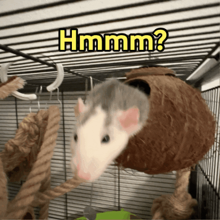 moeckvet giphyupload rat rats pet rat GIF