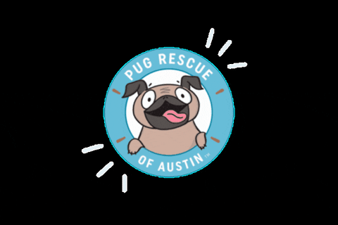 pugrescueaustin giphygifmaker pug pra pugathon GIF
