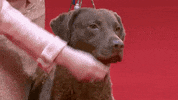 Hungry On My Way GIF by American Kennel Club