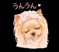 Yorkshire Terrier Dog GIF