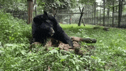 GIF by Animals Asia