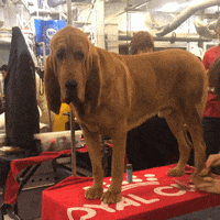 dog show GIF by Westminster Kennel Club