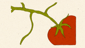 fromcecily spring plants tomato traditionalanimation GIF