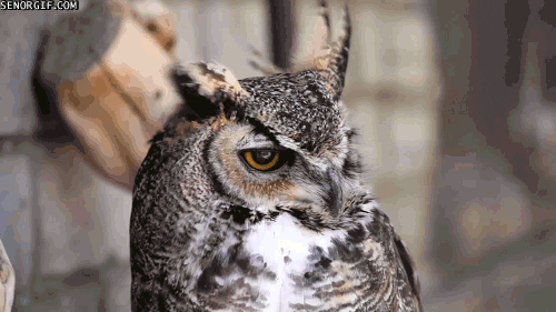 great horned owl GIF by Cheezburger