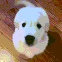 soviet snoot GIF