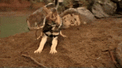 german shepherd de GIF