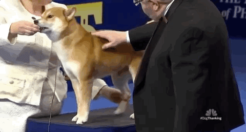 national dog show 2018 GIF by NBC