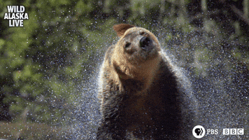 Bbc One Bear GIF by BBC