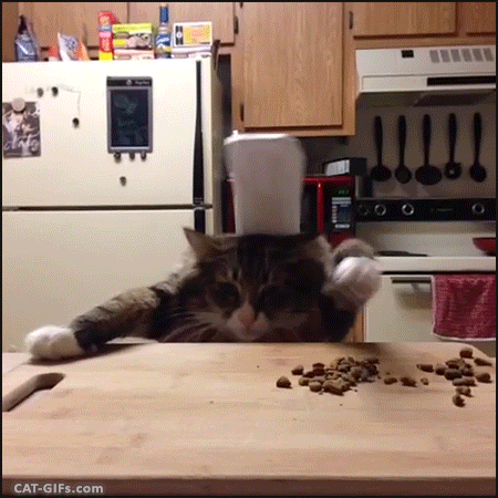 cat chef GIF