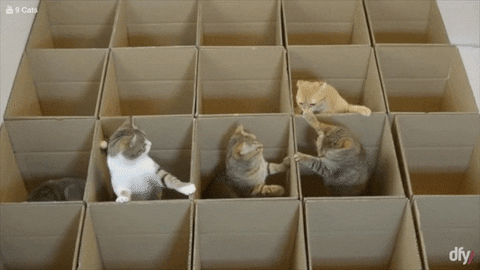 cats boxes GIF