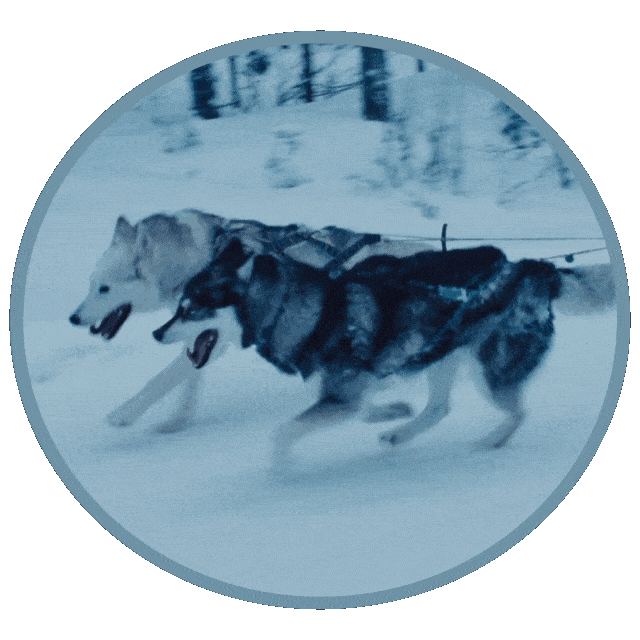 Pop Music Dog Sticker by Winona Oak