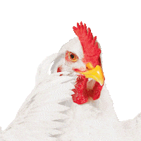 Meme Think Sticker by Bachoco