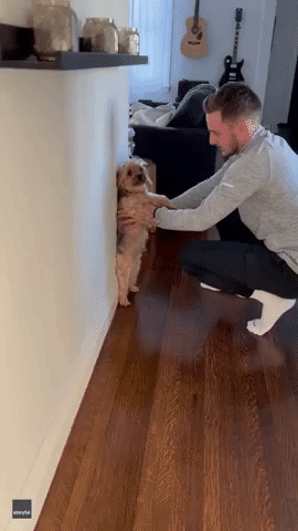 Dedicated Dog Dad Measures Pooch's Height Against Wall