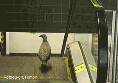 metro GIF