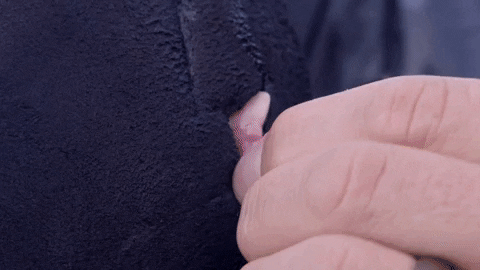 giphy.gif