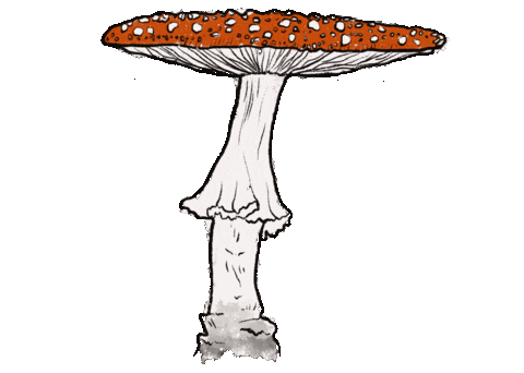 Mushroom Sticker
