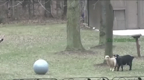 Animated GIF