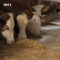 Hungry Sausage GIF by TRT