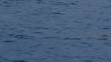 ship sharks GIF by Shark Week