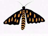 Tiger Moth Rain GIF by Barbara Pozzi