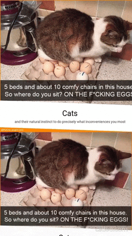 O Gato Chocando Ovos GIF