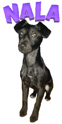 Dog Nala Sticker