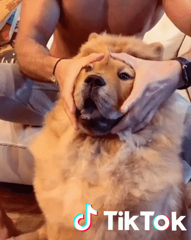 Chien GIF by TikTok France