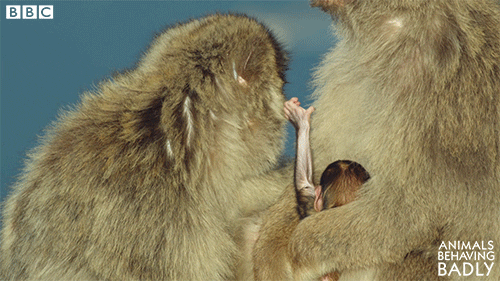 baby monkey GIF by BBC Earth