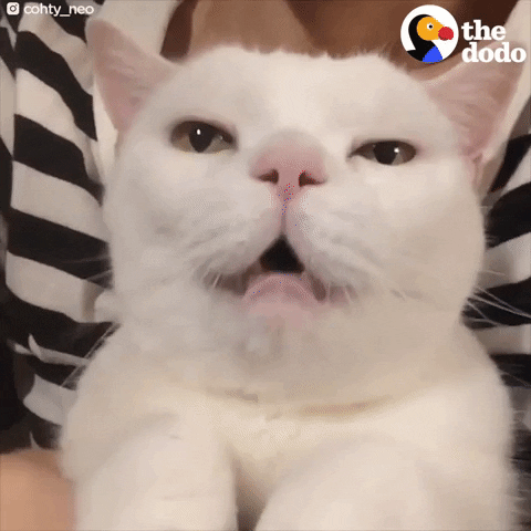 Purring Cat GIF by The Dodo