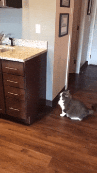Video gif. A large cat stands in a kitchen next to a counter, and winds up to jump up on top of it. It looks coiled like a spring, but barely makes it halfway up the cabinet, and immediately gives up and walks away. 