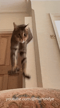 martinjdye cat kitten cute cat funny cat GIF