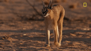 GIF by National Geographic Channel
