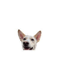 Harry Potter Spark Sticker by Geekster Pets