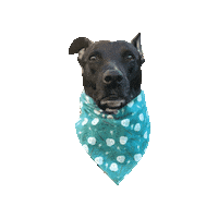 Harry Potter Pit Sticker by Geekster Pets