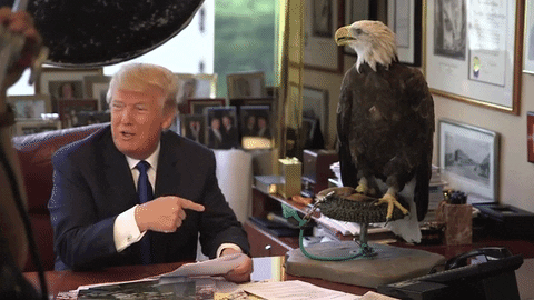 trump GIF