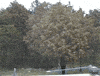 tree pollen GIF