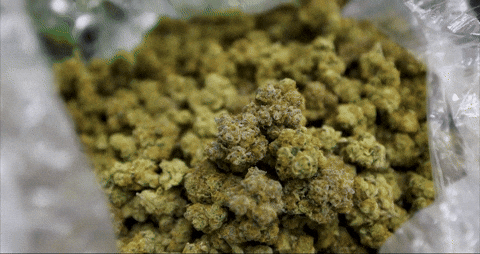 Cannabis Bloom GIF by Exclusive Brands